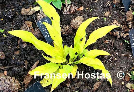 Hosta Surfing Mouse